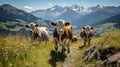 Alpine Pastoral Symphony: Cows Grazing in Salzburg