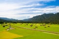 Alpine pasture