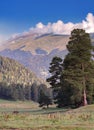 Alpine pasture horses