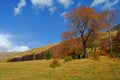 Alpine pasture with an old beech