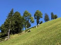 Alpine pastures and grasslands on the slopes of the Buochserhorn mountain and by the lake Lucerne or Vierwaldstaetersee lake