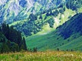 Alpine pastures and meadows in the Sernftal valley Royalty Free Stock Photo