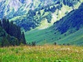 Alpine pastures and meadows in the Sernftal valley Royalty Free Stock Photo