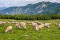 Alpine pastures in Retezat National Park Royalty Free Stock Photo