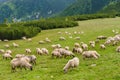 Alpine pastures in Retezat National Park Royalty Free Stock Photo