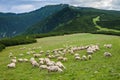 Alpine pastures in Retezat National Park Royalty Free Stock Photo