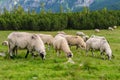 Alpine pastures in Retezat National Park Royalty Free Stock Photo