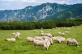 Alpine pastures in Retezat National Park Royalty Free Stock Photo