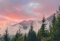 Alpine pine tree forest sunrise in mountains Royalty Free Stock Photo
