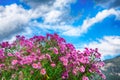 Alpine pink chrysanthemus against mountaine near Gosau village a