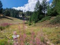 Alpine Pink Flowers Willowherb and a view of a Valley and a Meadow on a Sunny Summer Day in the Mountain Range of the Italian Alps Royalty Free Stock Photo