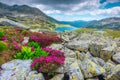 Alpine pink rhododendron flowers and Bucura lake, Retezat mountains, Romania Royalty Free Stock Photo