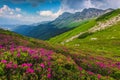 Alpine pink rhododendron flowers in the mountains  Bucegi  Carpathians  Romania Royalty Free Stock Photo