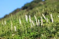 Alpine plants in Mt.Ibuki,Japan