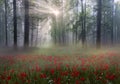 Alpine poppies in the Carpathians Royalty Free Stock Photo