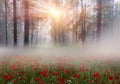 Alpine poppies in the Carpathians Royalty Free Stock Photo