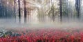 Alpine poppies in the Carpathians Royalty Free Stock Photo