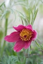 Alpine pulsatilla flower pink