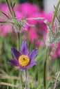 Alpine pulsatilla flower in spring