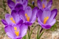 Alpine purple crocus flowers in spring season on Sambetei Valley in Fagaras mountains. Royalty Free Stock Photo