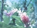 Alpine purple flower Alpinia purpurata