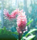 Alpine purple flower Alpinia purpurata