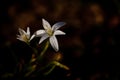 Alpine purple flower with defocused background