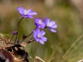 Alpine purple flower with defocused background
