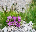 Alpine purple flowers grow in Dachstein Mountains