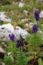 Dolomite`s purple wild flowers - Aconitum Royalty Free Stock Photo