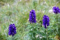 Dolomite`s purple wild flowers - Aconitum Royalty Free Stock Photo