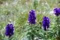 Dolomite`s purple wild flowers - Aconitum Royalty Free Stock Photo