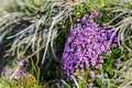 Alpine rock-jasmine - Androsace alpina