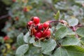 Alpine rose, Alpen rose (Rosa pendulina) Royalty Free Stock Photo