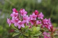 Alpine rose blossom Royalty Free Stock Photo