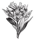 Alpine Rose, vintage engraving