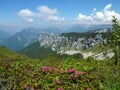 Alpine Roses in the Chartreuse Royalty Free Stock Photo