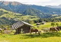 Alpine rural landscape with grazing horses in Austria. Royalty Free Stock Photo