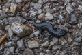 Alpine salamander in the alps Royalty Free Stock Photo