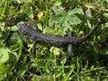 The alpine salamander Salamandra atra Der Alpensalamander, Crni daÃÂ¾devnjak ili planinski dazdevnjak Royalty Free Stock Photo