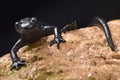 Alpine salamander, Salamandra atra atra