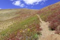 Alpine scene with Autumn colors in the tundra Royalty Free Stock Photo