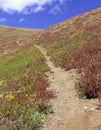 Alpine scene with Autumn colors in the tundra Royalty Free Stock Photo