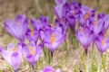 Alpine scenic landscape with purple crocus flowers in spring season. Royalty Free Stock Photo