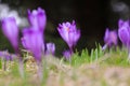 Alpine scenic landscape with purple crocus flowers in spring season. Royalty Free Stock Photo