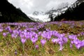 Alpine scenic landscape with purple crocus flowers in spring season. Royalty Free Stock Photo