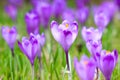 Alpine scenic landscape with purple crocus flowers in spring season. Royalty Free Stock Photo
