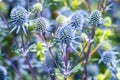 Alpine Sea Holly - Eryngium Alpinum