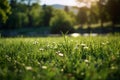 Alpine serenity Sunlight bathes fresh green grass in a meadow