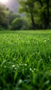 Alpine serenity Sunlight bathes fresh green grass in a meadow